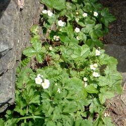 strawberry plants