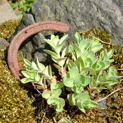 plants and horseshoe