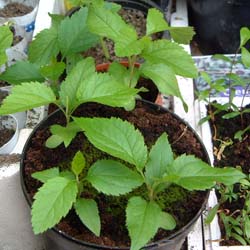 apple seedlings