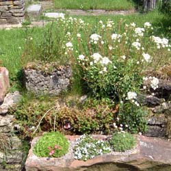 plants and troughs